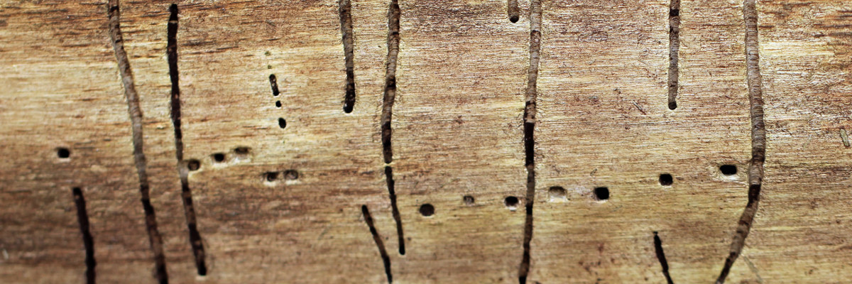  Im Holz von Larven oder Imagines verschiedener Insekten erzeugte Fraßgänge.