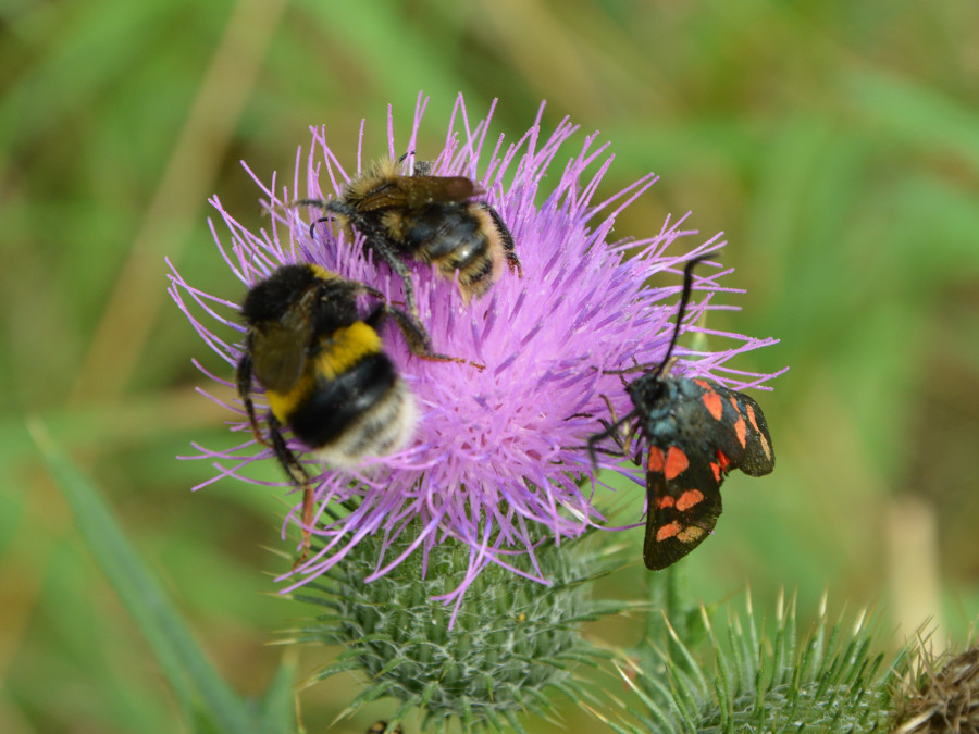 Käfer, Hummel und Biene auf der Blüte einer Distel