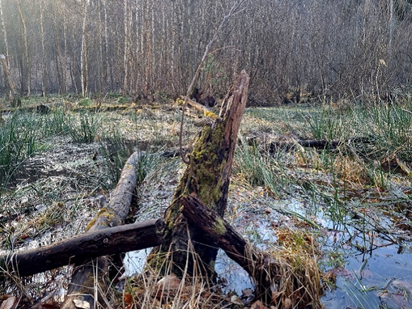 Das Baasee-Moor in Bad Freienwalde – ein naturnahes Kesselmoor mit eingebetteten Totholzbeständen und einem Birkenwäldchen im Hintergrund.