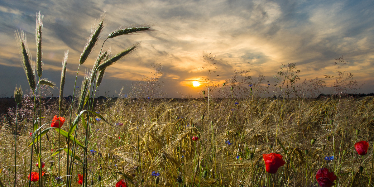 Bild: Mohn- und  Kornblumen und andere Wildkräuter leuchten im schräg einfallenden Licht eines Blitzlichtes im Sonnenuntergang an einem Feldrand.