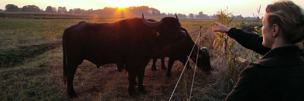 Büffel im Abendlicht