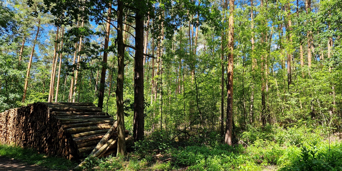 Bild: Blick auf Mischwald - Links im Bild aufgestapelte Bäume bereit zum Abtransport