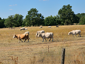 Agrarstruktur Rinder auf Weide