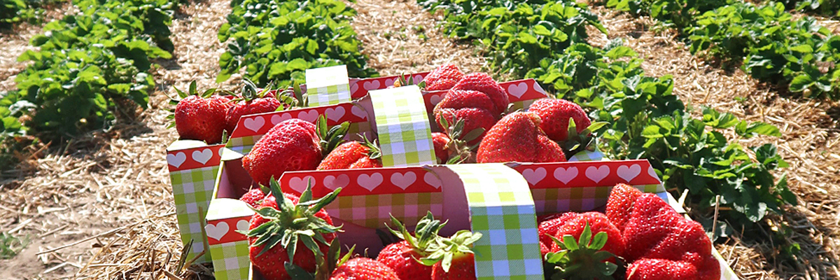 Anbau von Erdbeeren
