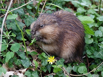 Ein Bisam (ondatra zibethicus) in freier Wildbahn. (Motiv gepiegelt)