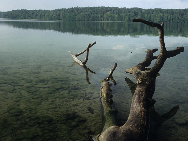 Ein toter Baumstamm liegt im Ufergewässer des Stechnlinsees