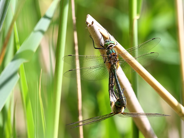 Blick ins Sumpfgras - zwei Falkenlibellen paaren sich. 