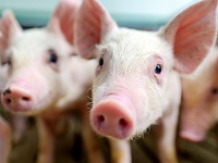 Piglets in a pig breeding facility