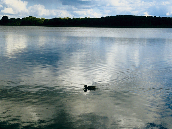 Blick auf die Havel bei Fürstenberg: Auf dem Wasser schwimmt eine Ente