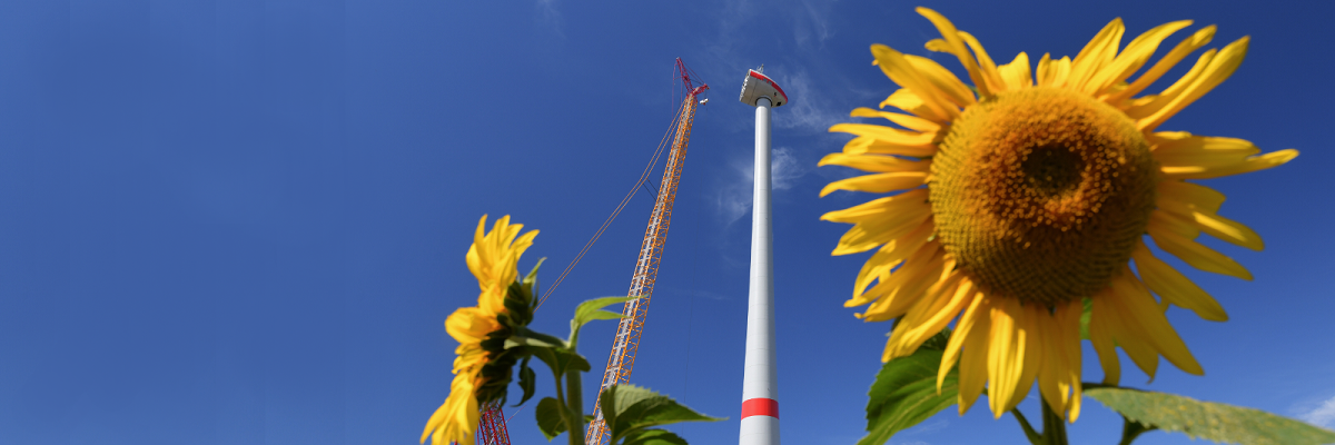 Hinter einem gelb blühenden Sonnenblumenfeld wird eine neue Windenergieanlage aufgebaut.