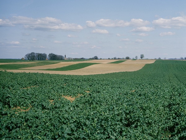 View of a potato field