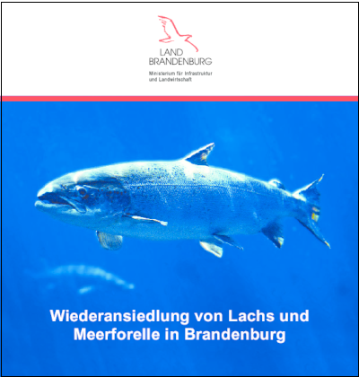 Bild vergrößern (Bild: Wiederansiedlung von Lachs und Meerforelle in Brandenburg)