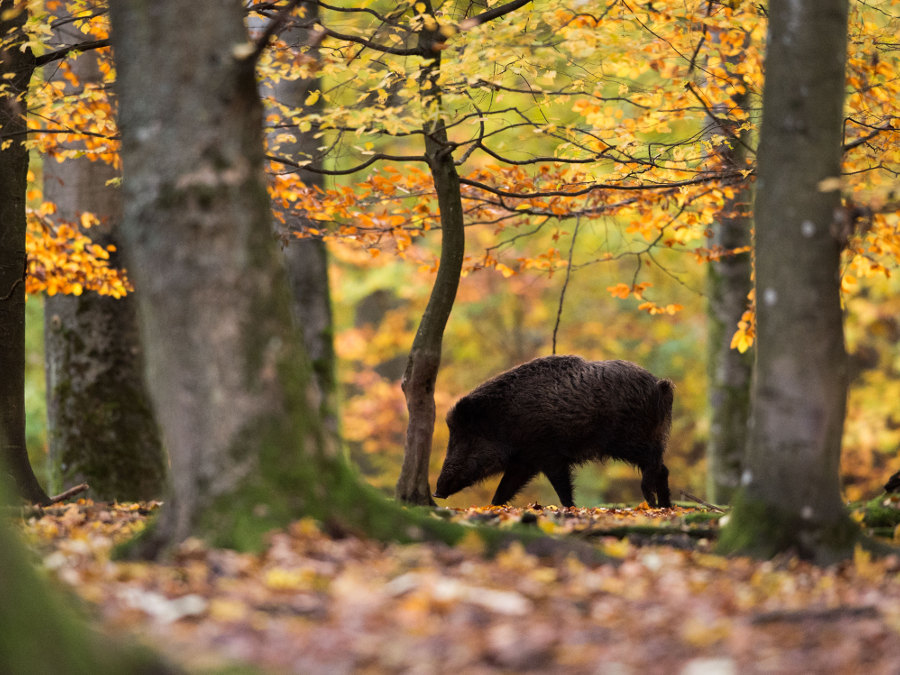 Ein Wildschwein läuft in einem Wildschweingehege durch den Wald.