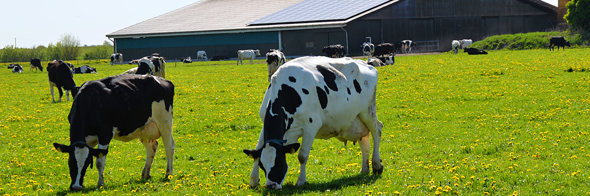 Kühe auf einer Weide vor einem modernen landwirtschaftlichen Betrieb