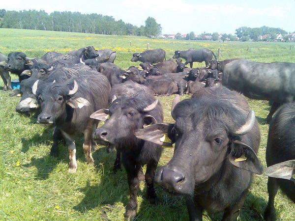 Water buffalo herd - Organic farming of the Bobalis Agrargesellschaft mbH