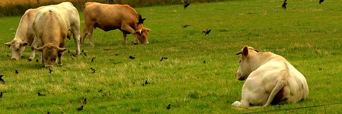 Rinder mit Vögeln zu Gast