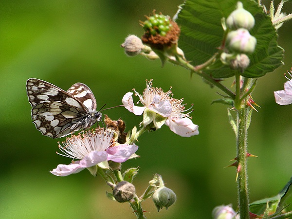 Ein Schachbrettfalter auf einer Brombeerblüte