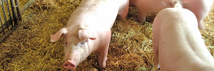 Schweinehaltung auf Stroh