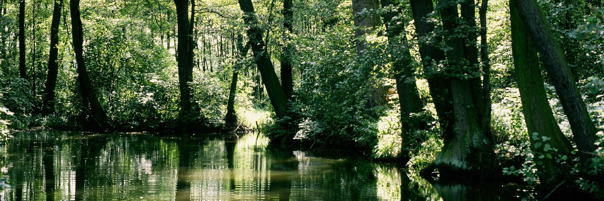 Blick auf einen Flusslauf im Spreewald.