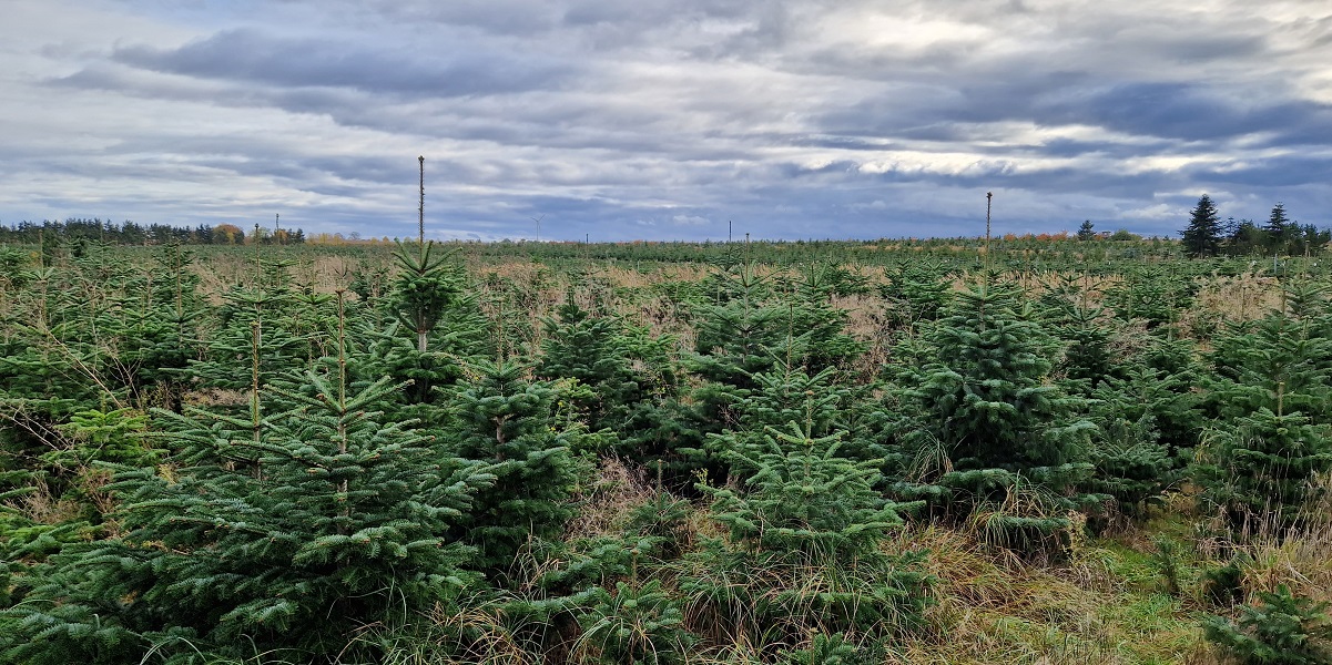 Bild: Blick auf eine Weihnachtsbaumplantage mit Nordmanntannen beim Werderaner Tannenhof.