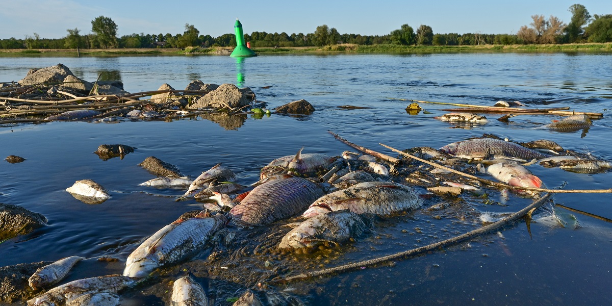 Bild: Tote Fische schwimmen im Ufergewässer der Oder