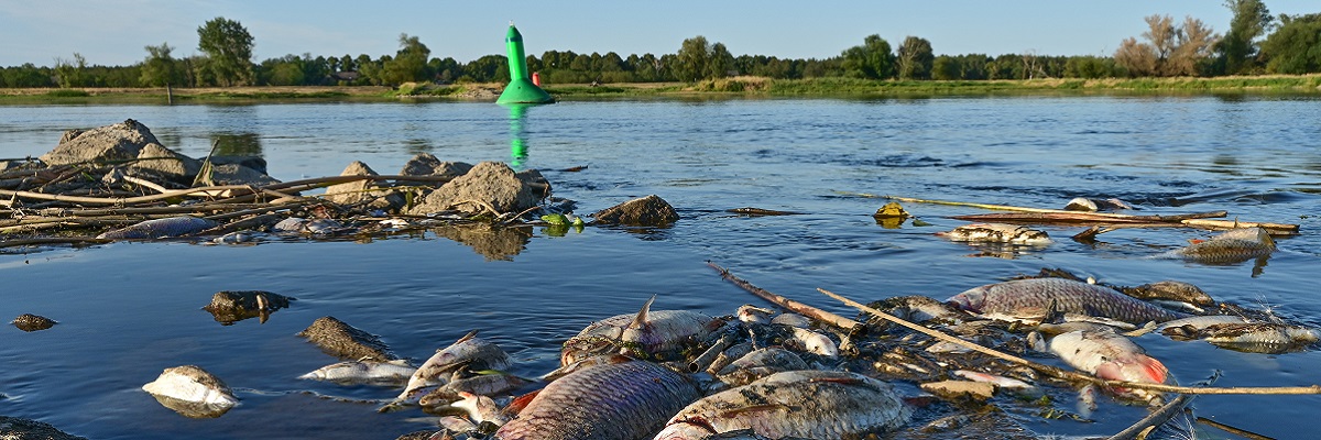 Tote Fische schwimmen im Ufergewässer der Oder