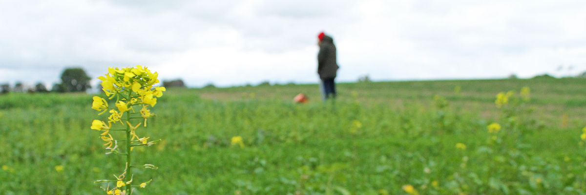 Blühender Ackersenf auf einem Feld. Im Hintergrund misst ein Mann mit einem Bodenforschungslogger die Bodenfeuchtigkeit.