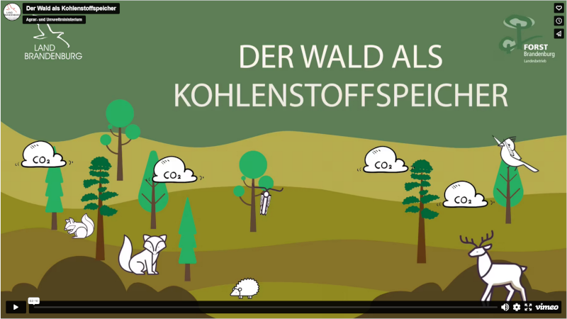 Bildsequenz aus dem Film "Der Wald als Kohlenstoffspeicher": Ein comichaft dargestellter Mischwald.