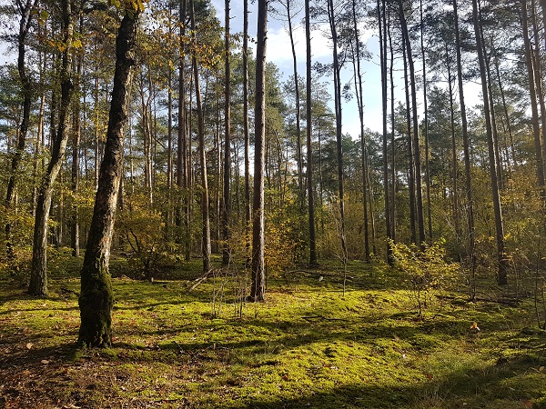 Forest in the Ravensbergen Potsdam