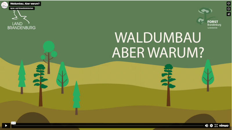 Bildsequenz aus dem Film "Waldumbau. Aber warum?": Ein comichaft dargestellter Mischwald.