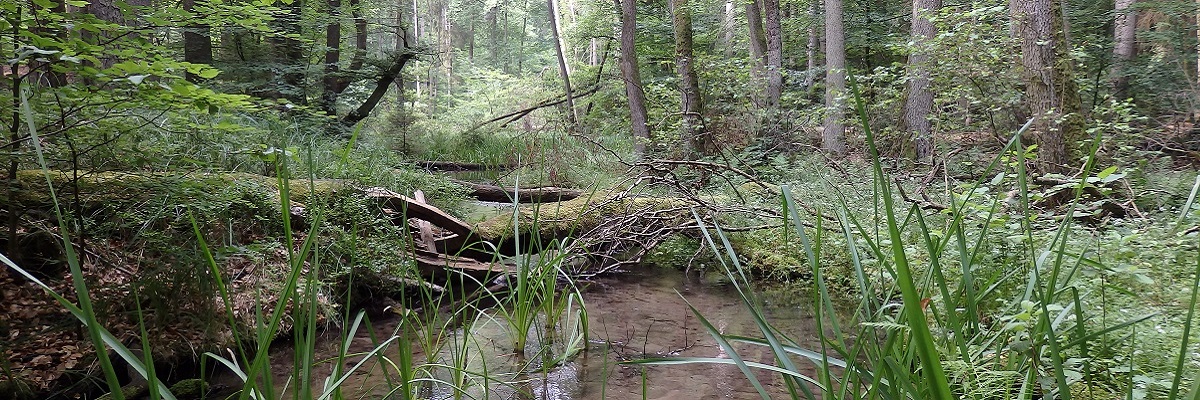 Ein natürlich entwickelter Wald - Bachlauf mit Totholz