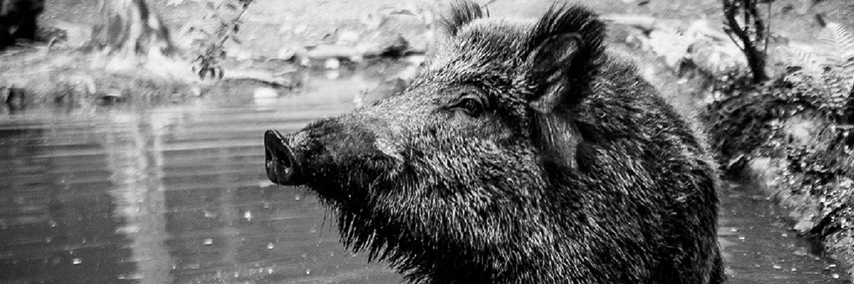 Ein Wildschwein steht in einer Wassersuhle im Wald.