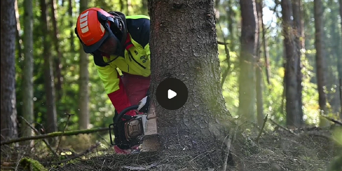 Bild: Startbild zum Imagefilm der Landesforstverwaltung Brandenburg