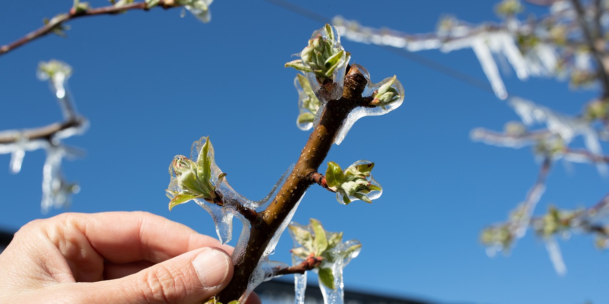 Bild: Mit Eis bedeckter Obstbaumzweig im Frühling