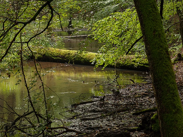 Sumpfiges Ufer eine Spreewaldfließes